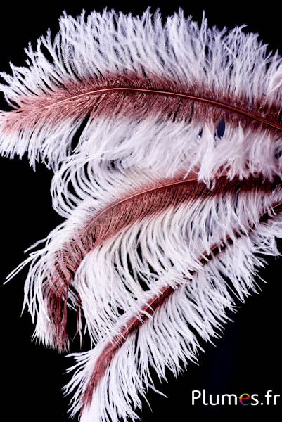 Autruche rachis bronze - 30-40 cm - blanc